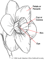 Parts Of A Daffodil Flower Parts Of The Daffodil Flower Daffodils Parts Of A Flower Daffodil Flower