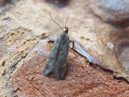 Image result for Bryotropha senectella