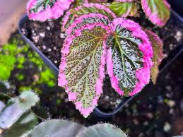 Image result for Begonia kisuluana