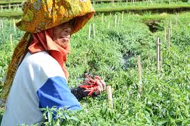 Haiwan membantu menyebarkan biji benih. Pentingnya Pemilihan Varietas Dan Benih Yang Baik Untuk Kualitas Terbaik