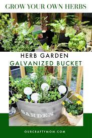 How To Plant An Herb Garden In A Galvanized Bucket Patio Herb Garden Herb Garden Plants