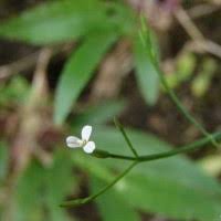 Image result for Canscora alata