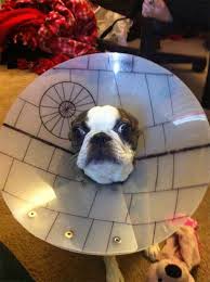 Star Wars Kicks Dog Cone Star Wars Costumes Star Wars Death Star