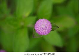 Image result for Coleus sessilifolius