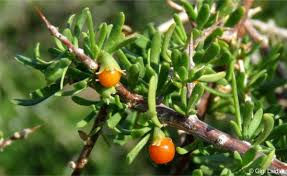 Image result for Lycium