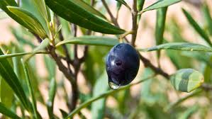 Zeytin Yapraginin Faydalari Nelerdir Zeytin Yapragi Neye Iyi Gelir Saglik Haberleri