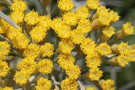 Curry wird aus dem currykraut gewonnen. Curry Strauch Helichrysum Italicum Pflanzenwiki