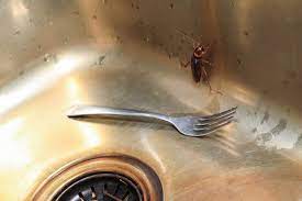 We'll show you how to get rid of cockroaches forever with a comprehensive, effective, powerful pest control solution that you can start in your home today. How To Get Rid Of German Cockroaches Terminix