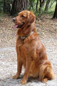 Check spelling or type a new query. American Golden Retriever In Europe Golden Retriever Dog Forums