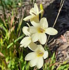 Image result for Tritonia