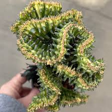Image result for Euphorbia contorta