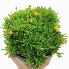 Image result for Delosperma spp.