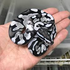 Axanthic Black And White Ball Python Morph Pin On Creatures Nature