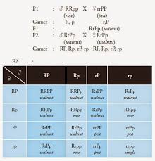 Soal materi pewarisan sifat, kelas ix smp. Pembahasan Soal Biologi Sma Kelas 12 Bab Hereditas Pola Pewarisan Sifat Soal B Myrightspot Com