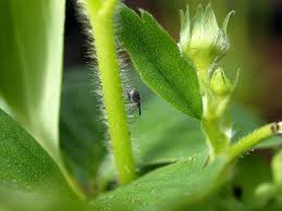 Image result for květopas jahodníkový