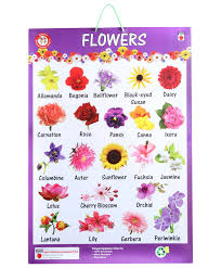 This is a list of plants organized by their common names. Pictures Of Different Flowers With Names Beautiful Flowers Gallery