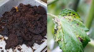 We say, they are great for vegetable gardens as long as it is done in moderation and not used on saplings. 5 Reasons To Never Use Coffee Grounds In Your Garden