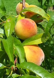 Peaches Nectarines Home Garden Information Center