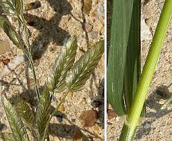 Image result for Eragrostis cilianensis