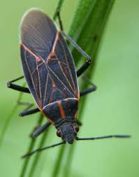 Image result for Psychotria bugoyensis