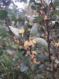 Image result for Xylopia tomentosa