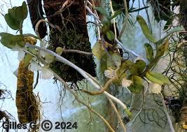 Image result for Rhipidoglossum densiflorum