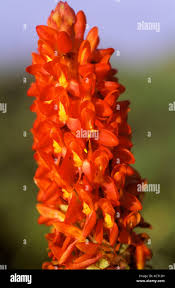 Image result for Disa polygonoides