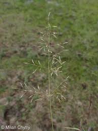 Image result for Eragrostis japonica