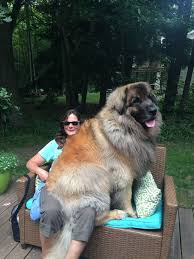 Check spelling or type a new query. 160 Leonbergers And Other Working Breeds Ideas In 2021 Dogs Dog Breeds Puppies