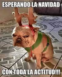 Los Memes Navidenos Que Estan Invadiendo La Red Social Meme De Navidad Meme Gato Memes Animales
