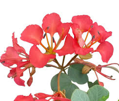 Image result for Bauhinia galpinii