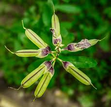 Image result for Crotalaria torrei
