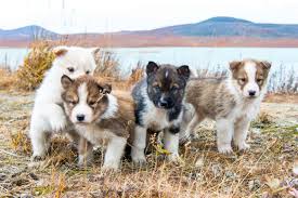 Why buy a husky puppy for sale if you can adopt and save a life? Best Siberian Husky Breeders 2021 10 Places To Find Husky Puppies For Sale
