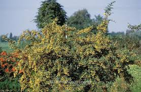Image result for Pyracantha coccinea soleil d'or