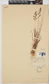 Image result for Eragrostis sclerantha