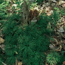 Image result for Lycopodium