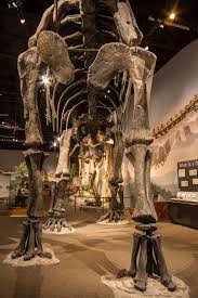Maybe you would like to learn more about one of these? Supersaurus Dinosaur Museum Museum Ancient
