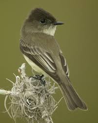 Backyard Birds Of East Texas Eastern Phoebe Backyard Birds Birds Beautiful Birds