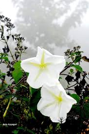 Image result for Ipomoea leucanthemum