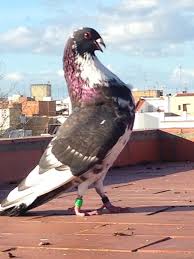 Moroncelo Pouter Pigeon Pigeon Pictures Pigeon Breeds Pet Birds