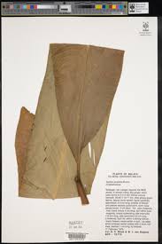 Image result for Aframomum spiroligulatum