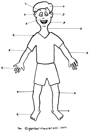Check spelling or type a new query. Mengenal Anggota Tubuh Gambar Mewarnai Tubuh Tubuh Manusia Gambar Bagian Tubuh