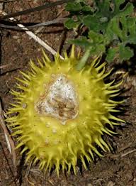 Image result for Cucumis zeyheri