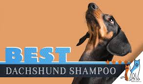 Special characteristics of the three coat varieties of dachshunds: Dachschund Shampoo 8 Best Dog Shampoos For Dachshunds In 2021