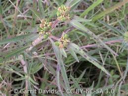 Image result for Euphorbia daviesii