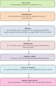 14 Flow Chart Depicting Steps Of Dot Slot Blot Hybridization