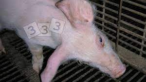 Head Tilt Atlas Of Swine Pathology Pig333 Pig To Pork Community