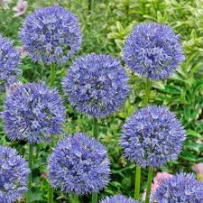 It flowers rose red with a yellow star in the center of the bloom. Buy Blue Allium Azureum Bulbs J Parker Dutch Bulbs