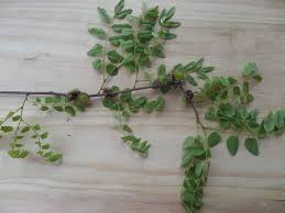 Image result for Dalbergia nitidula