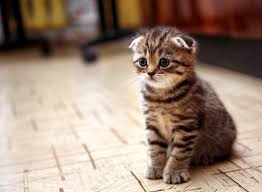 Theme designed & developed by amit jakhu. Cute Cats On Tumblr